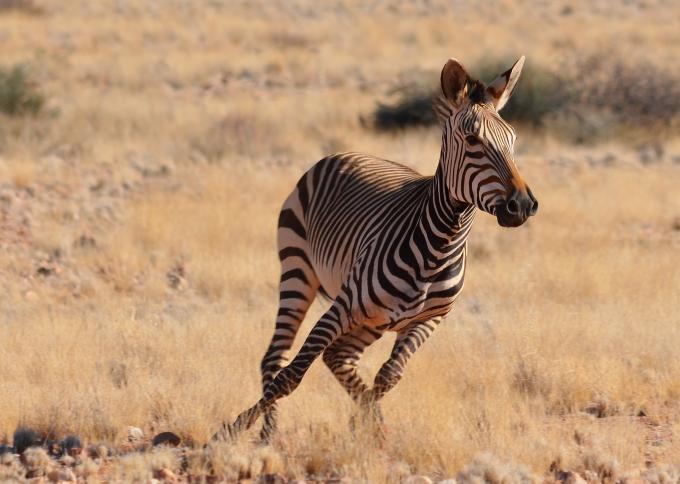 Game drive wśród dzikich zwierząt w parkach i rezerwatach Namibii
